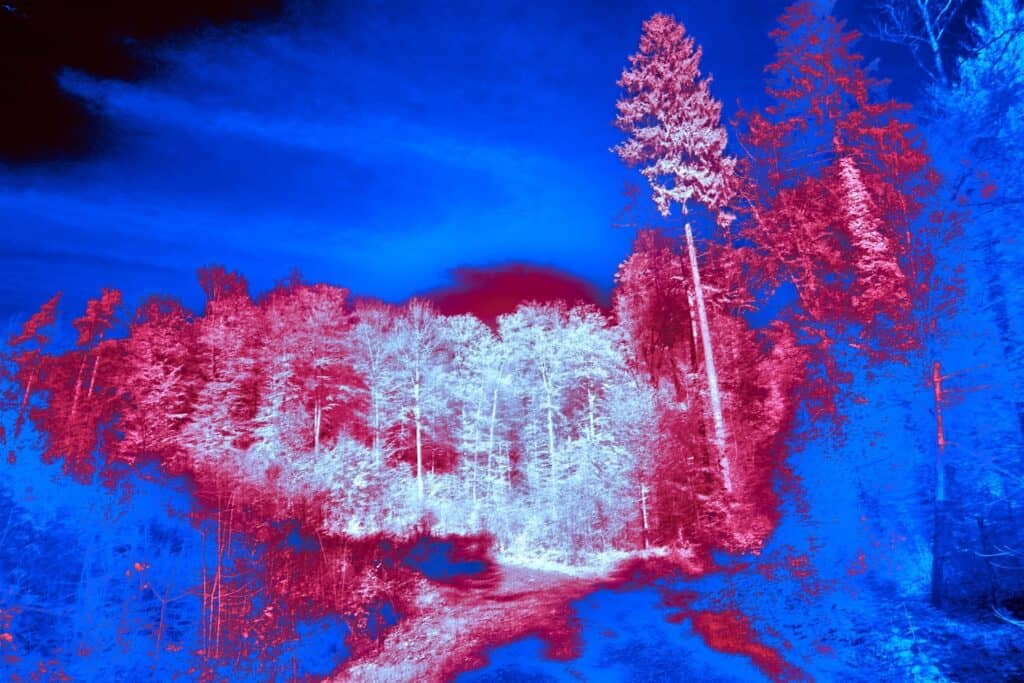 Infraroodbeeld van een bos met opvallende roze en blauwe tinten, benadrukt warmtepatronen en natuurl.